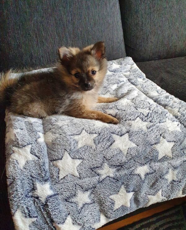 Fleeceunderlag din hund kommer göra till sin favorit!