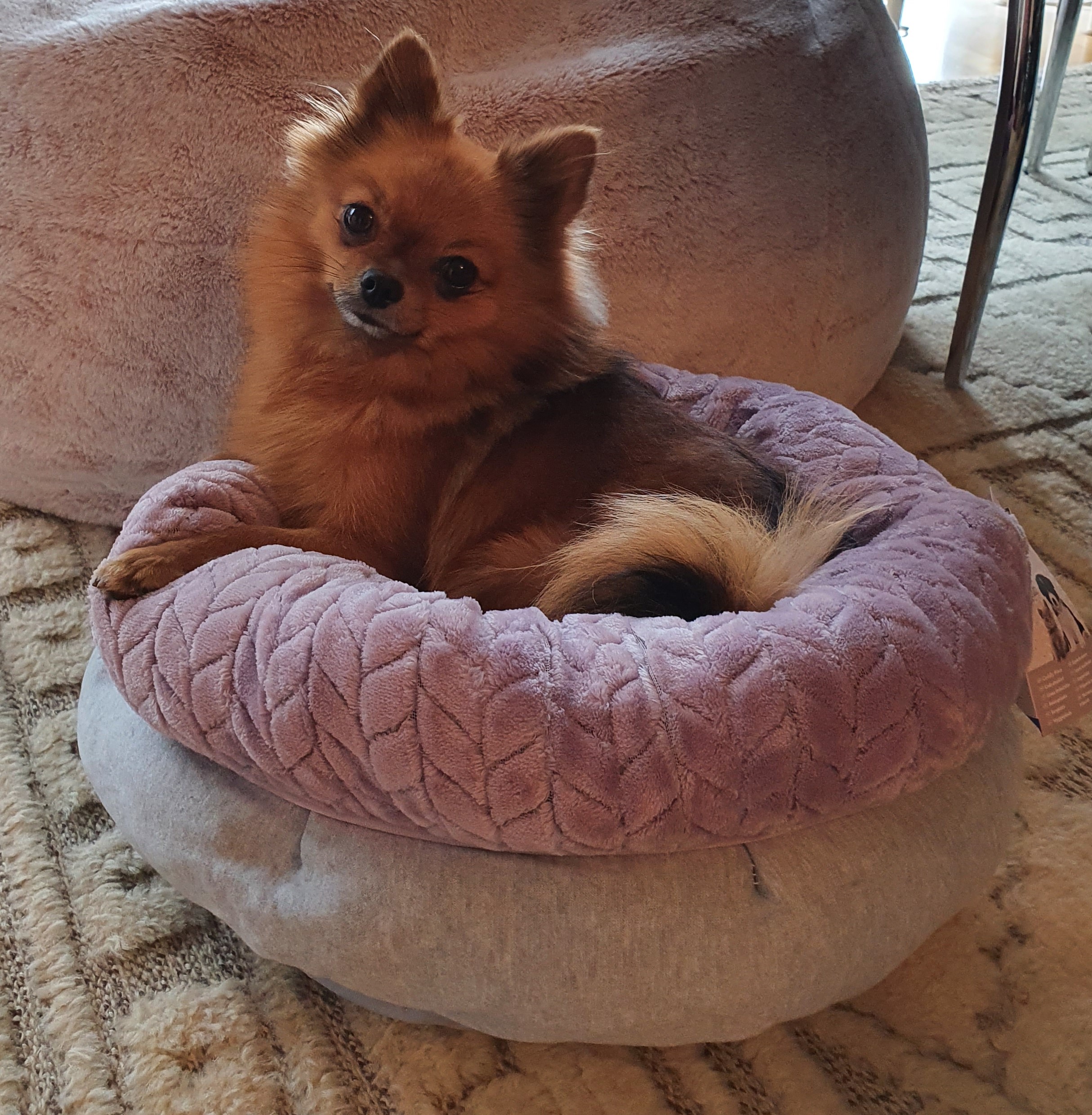 Trixie Junior bädd, rund, ø 40 cm, ljusgrå/ljuslila - Bild 5