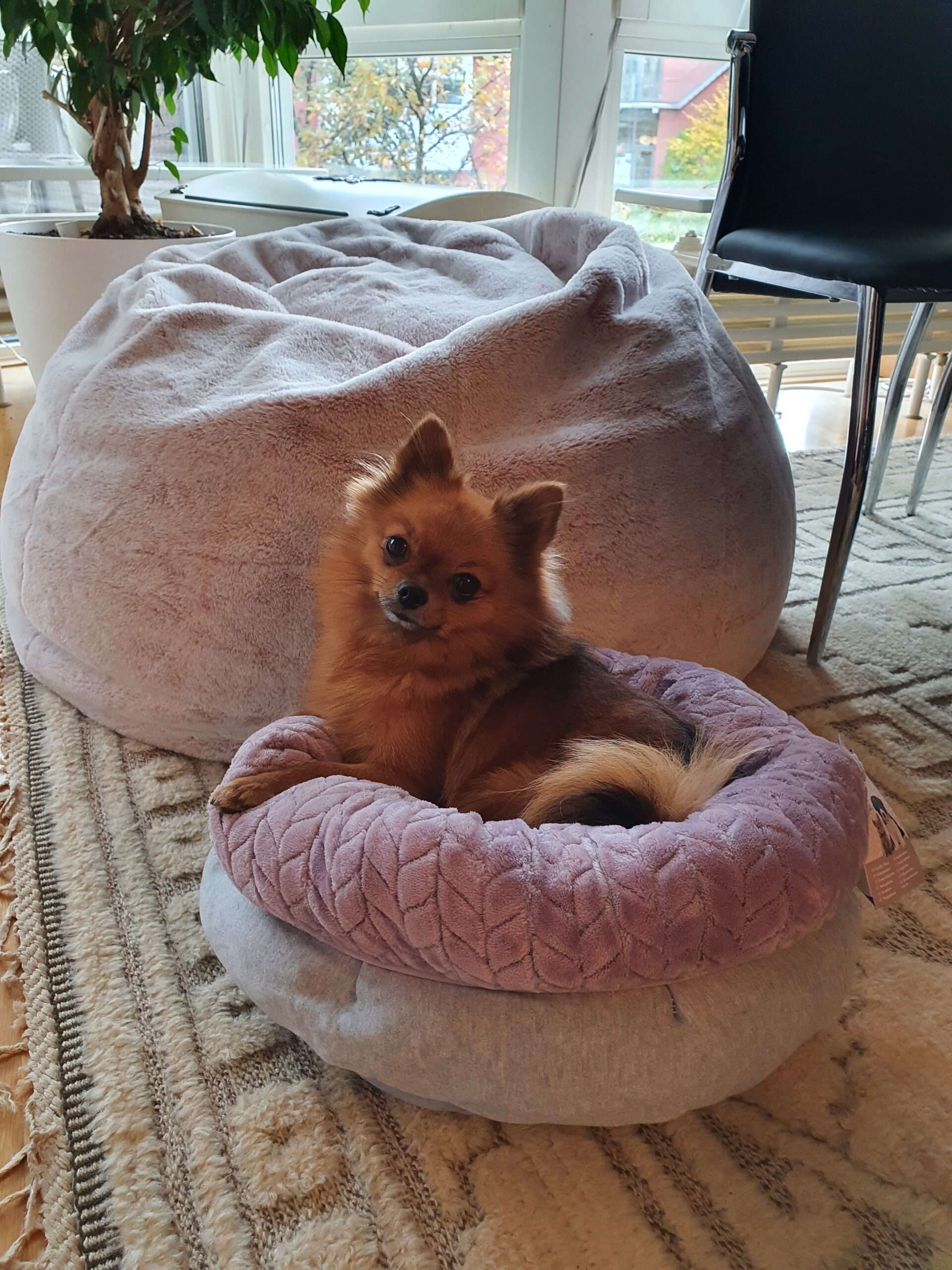 Trixie Junior bädd, rund, ø 40 cm, ljusgrå/ljuslila - Bild 4