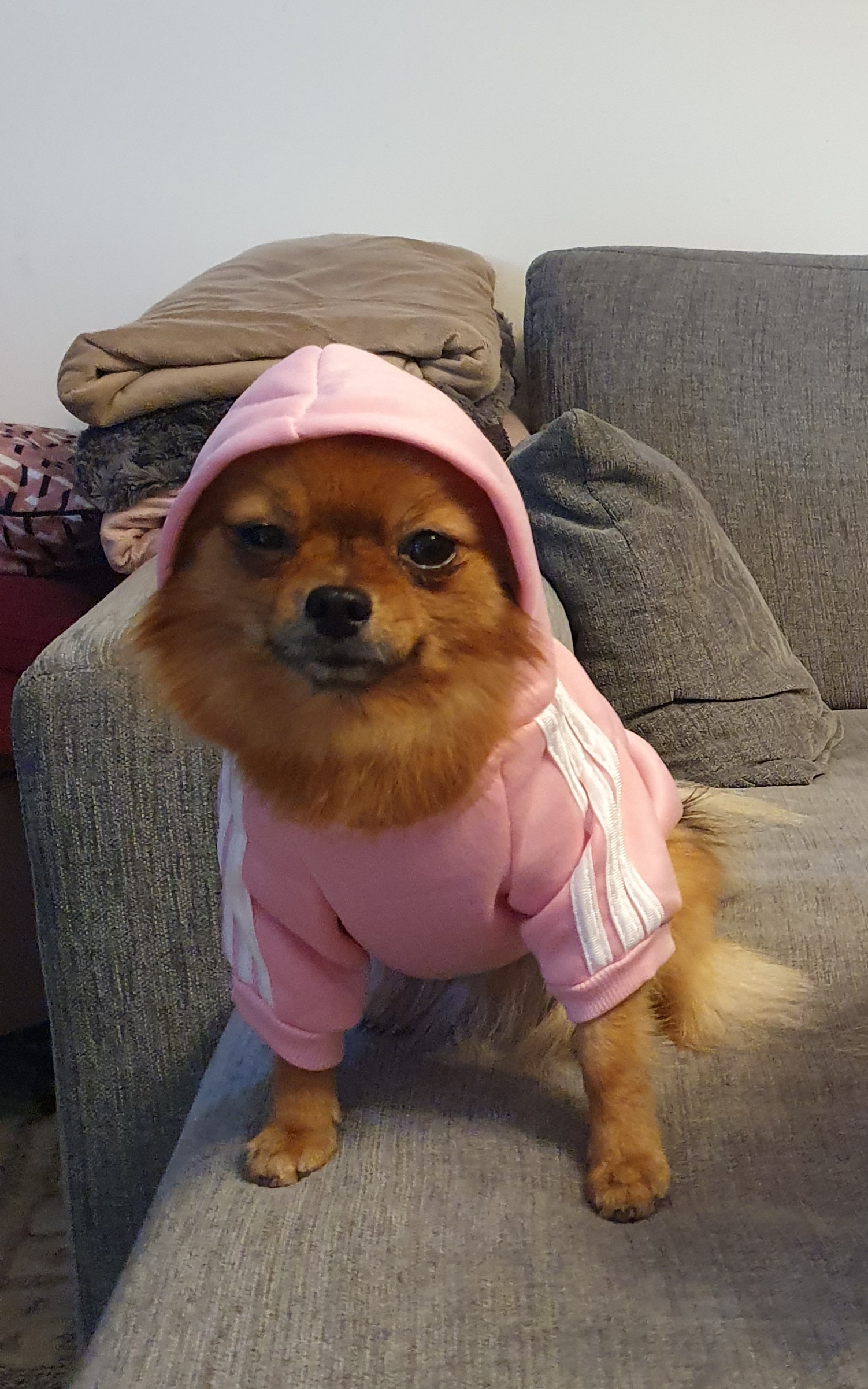 Adidog Luvtröja rosa med silver text