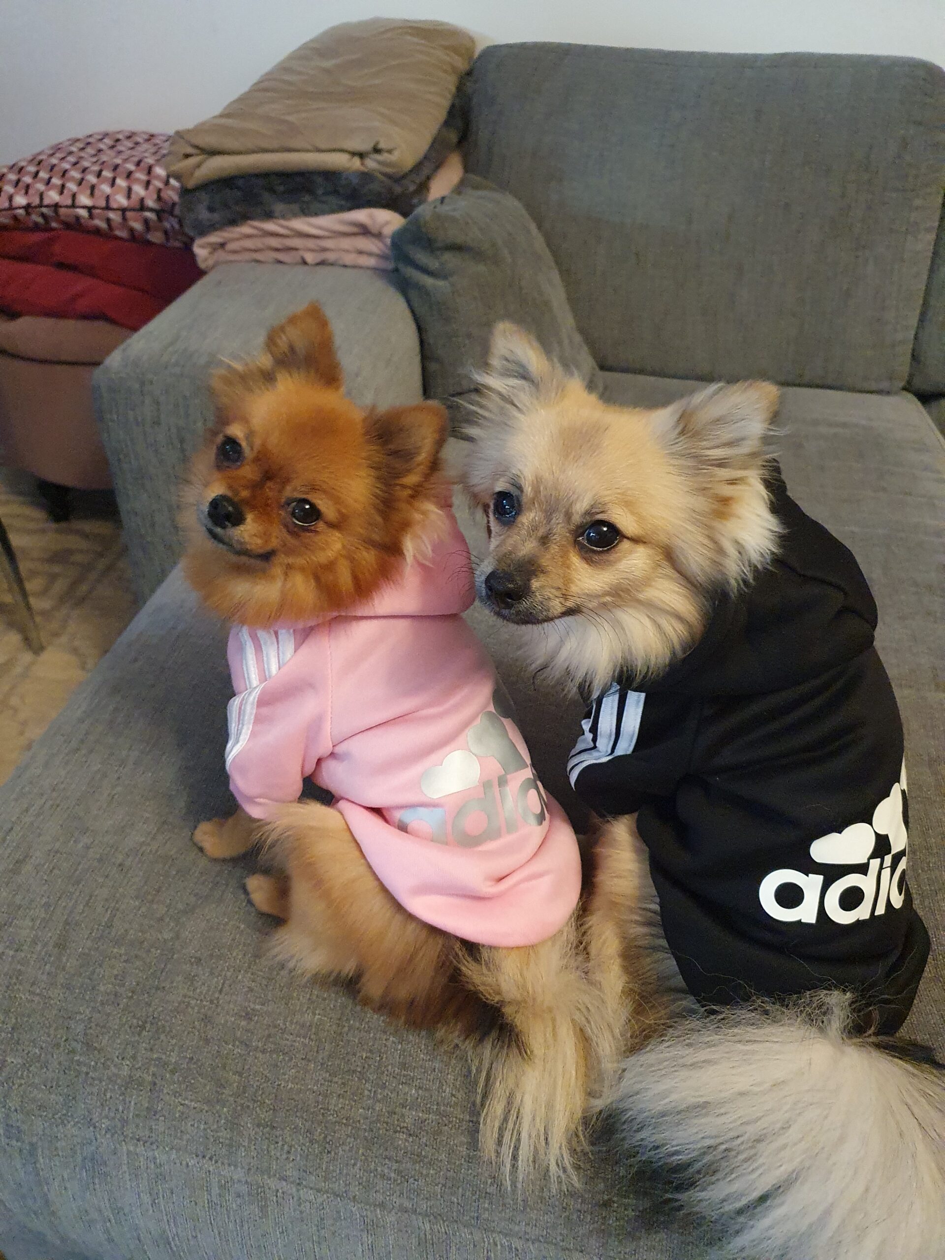 Adidog Luvtröja rosa med silver text - Bild 2