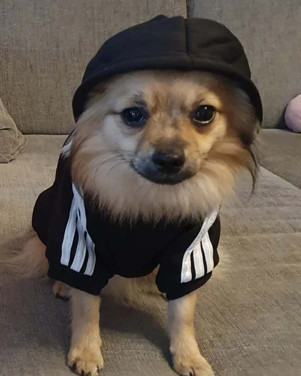Adidog Luvtröja svart med vit text