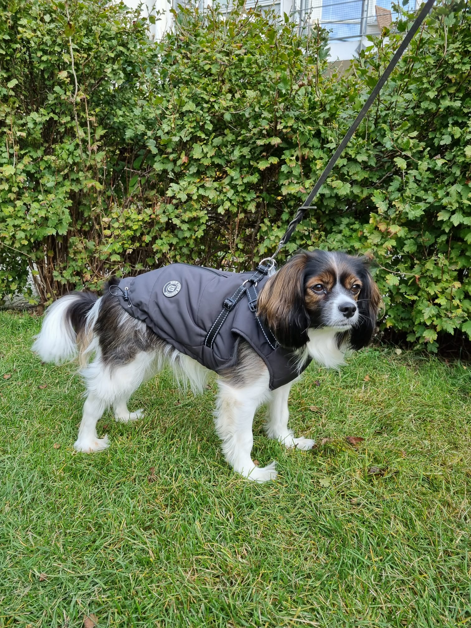 New Pets Fashion grå vinterjacka med inbyggd sele - Bild 5