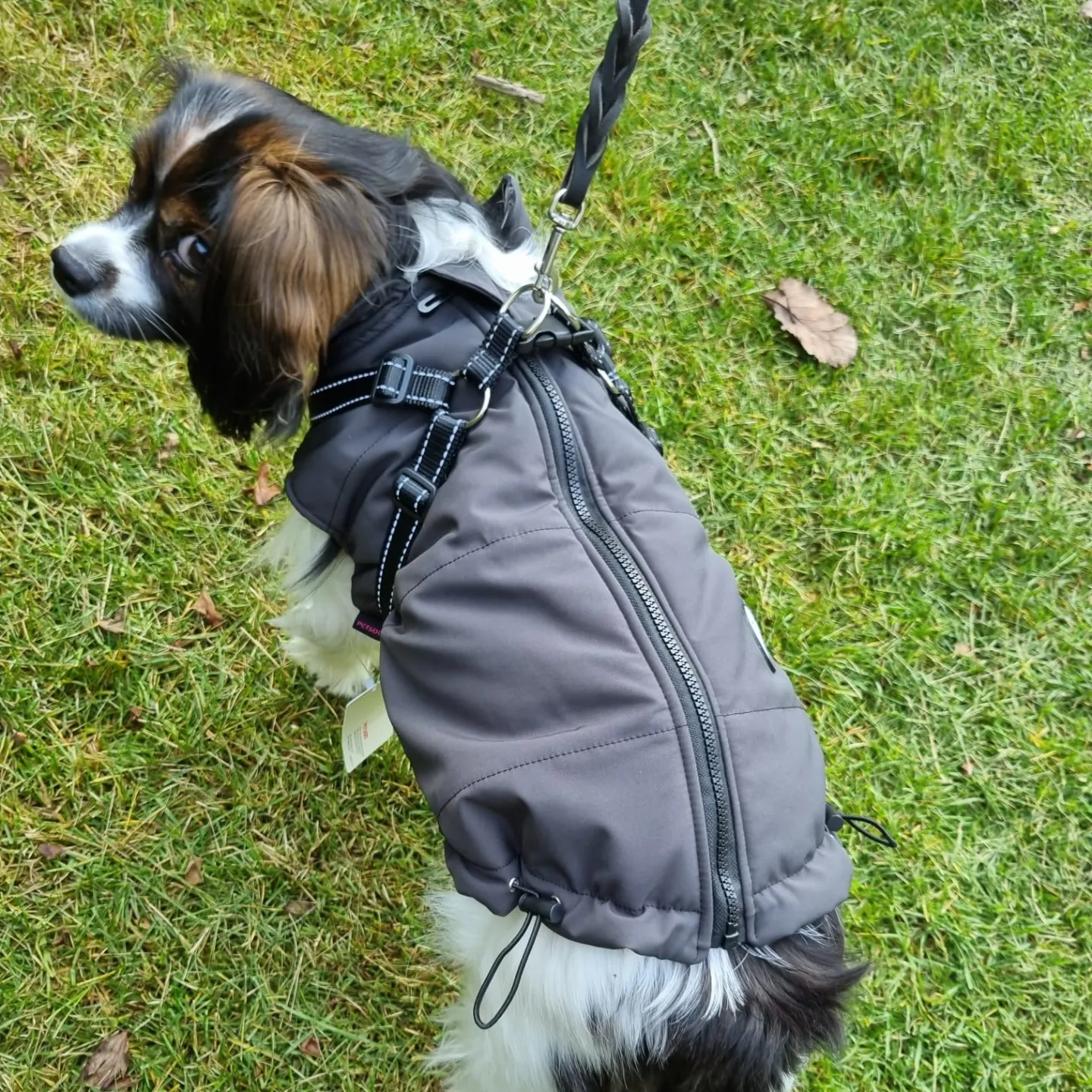 New Pets Fashion grå vinterjacka med inbyggd sele - Bild 4