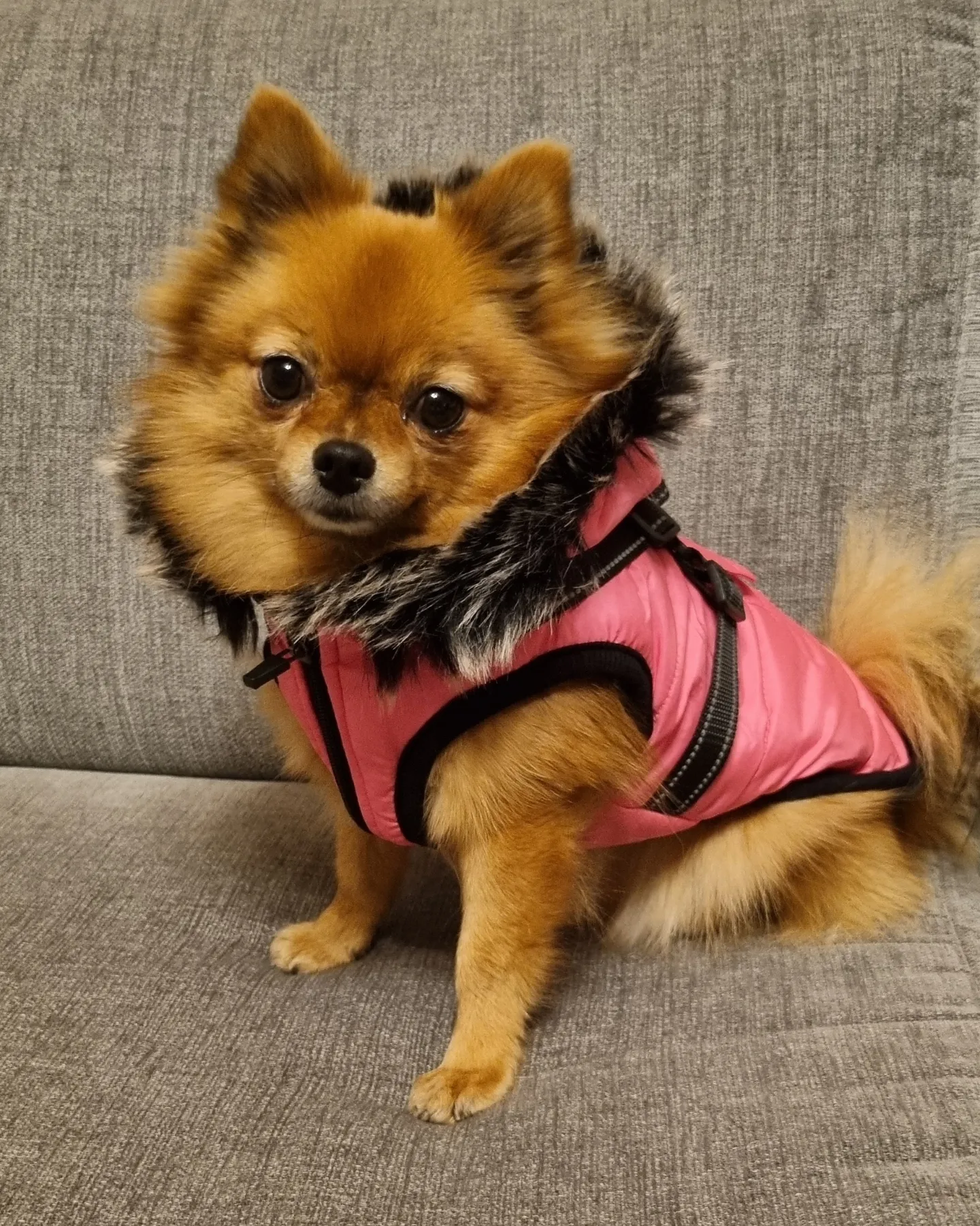 Mangman luvjacka med inbyggd sele rosa - Bild 3