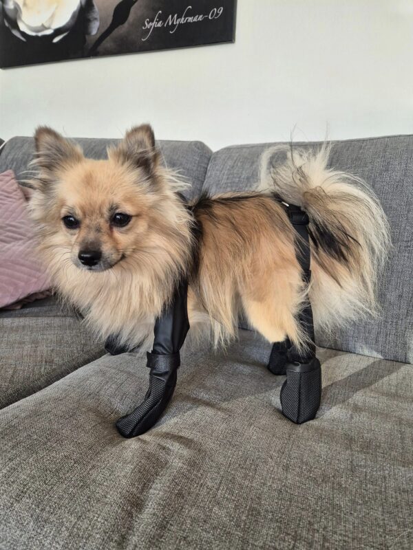 Dog boots leggings