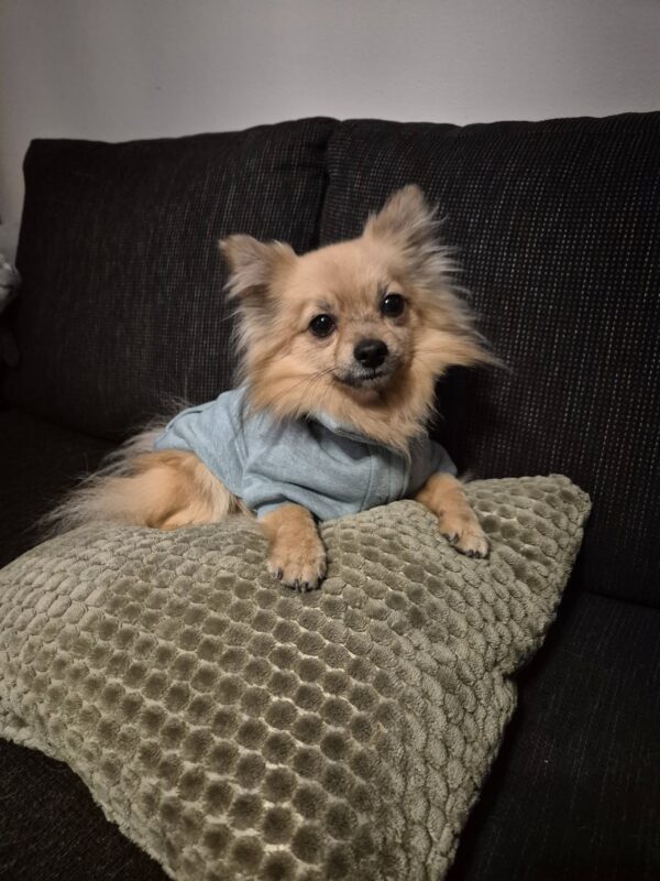 Sweatshirt Littleton, mint