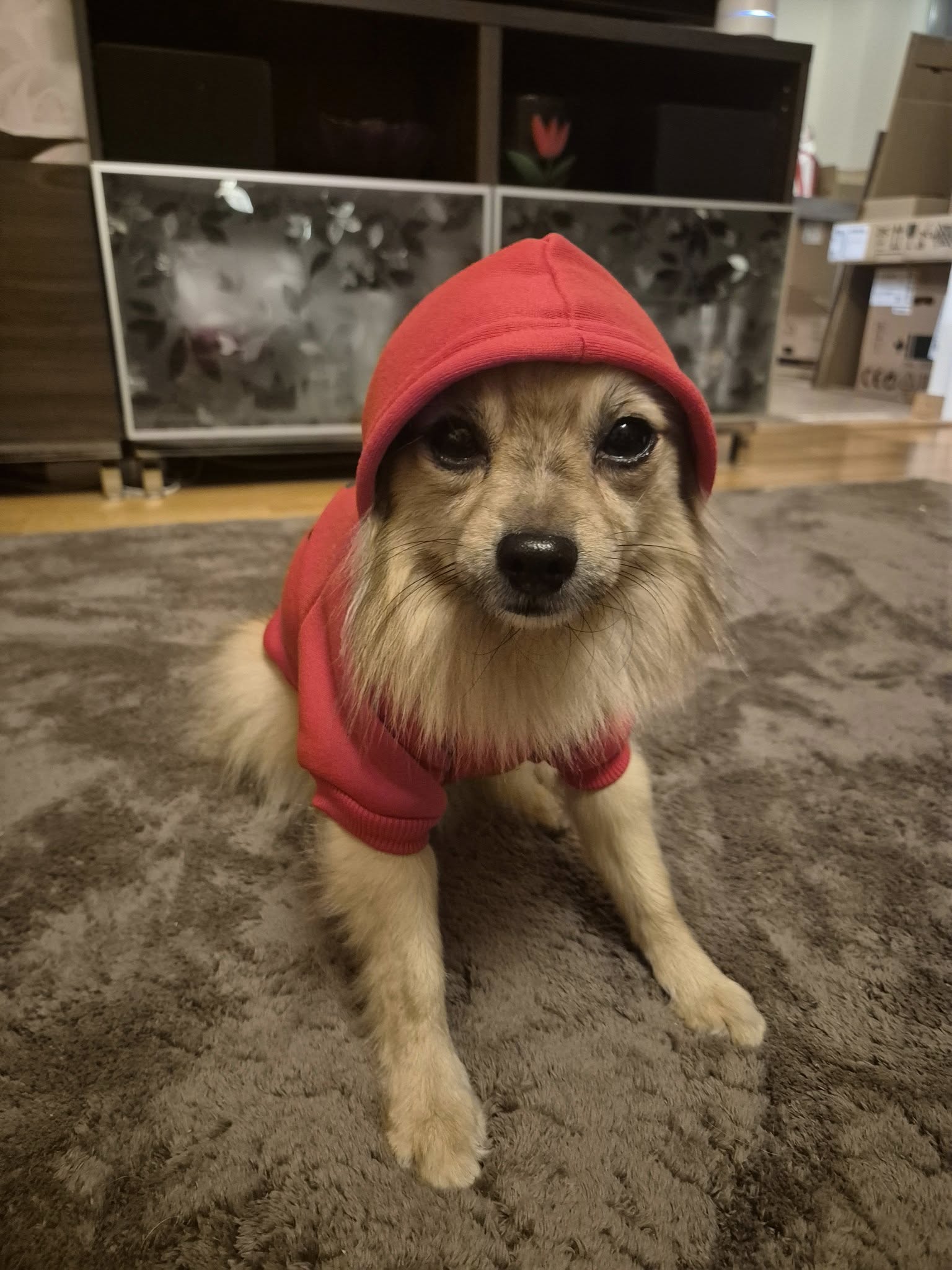 Adidog Luvtröja röd med svart tass - Bild 3